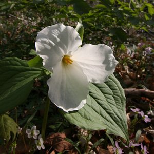 Flowers - Miller Woods 2021 - flowers