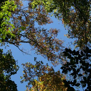 Trees - Miller Woods 2021 - trees